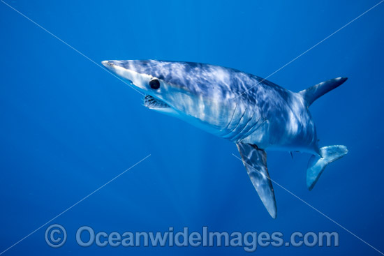 Shortfin Mako Shark photo Shortfin Mako Shark photo