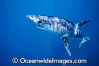 Shortfin Mako Shark Photo - Vanessa Mignon