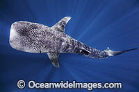 Whale Shark in sunrays Photo - Vanessa Mignon