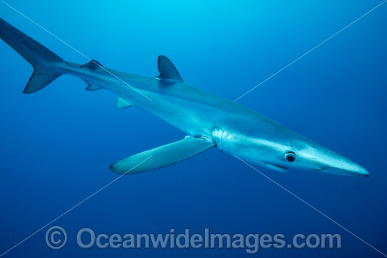 Blue Shark photo Blue Shark photo