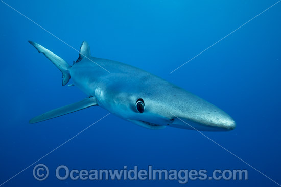Blue Shark photo