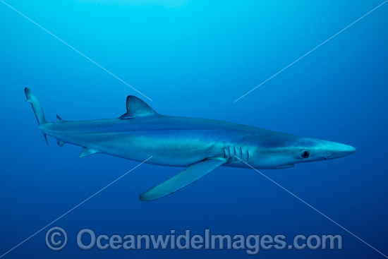Blue Shark photo Blue Shark photo