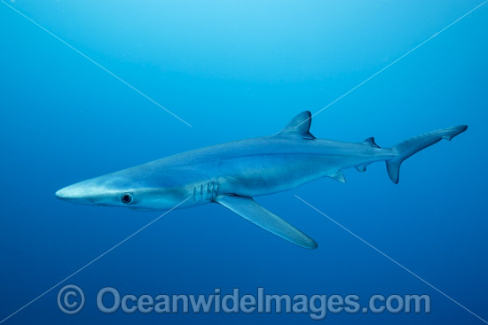 Blue Shark photo Blue Shark photo