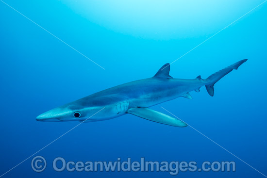 Blue Shark photo Blue Shark photo