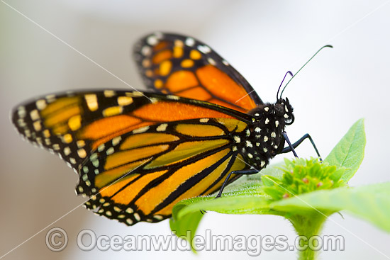Wanderer Butterfly Australia photo
