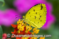 Large Grass-yellow Butterfly Australia Photo - Gary Bell