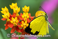 Large Grass-yellow Butterfly Photo - Gary Bell