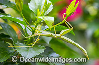 Children's Stick Insect Tropidoderus childrenii Photo - Gary Bell