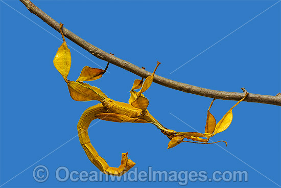 Spiny Leaf Insect Extatosoma tiaratum photo Spiny Leaf Insect Extatosoma tiaratum photo