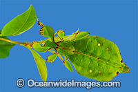 Australian Leaf Insect Phyllium monteithi Photo - Gary Bell