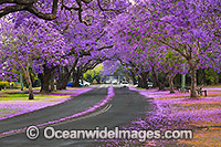 Jacaranda Avenue Grafton Photo - Gary Bell
