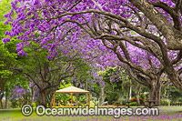 Jacaranda Park Grafton Photo - Gary Bell