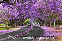 Jacaranda Avenue Grafton Photo - Gary Bell
