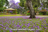 Jacarandas Grafton Photo - Gary Bell