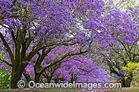 Jacaranda Avenue Grafton Photo - Gary Bell