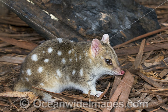 Eastern Quoll Tasmania photo Eastern Quoll Tasmania photo