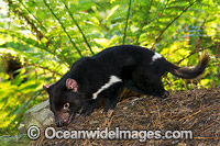 Tasmanian Devil Photo - Gary Bell