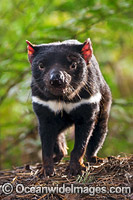 Tasmanian Devil Photo - Gary Bell