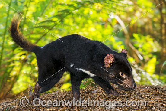 Tasmanian Devil photo