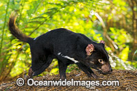 Tasmanian Devil Photo - Gary Bell