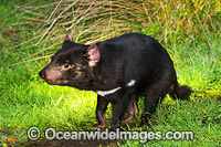 Tasmanian Devil Photo - Gary Bell