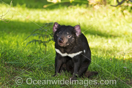 Tasmanian Devil photo
