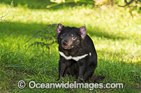 Tasmanian Devil Photo - Gary Bell
