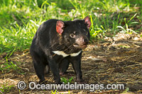 Tasmanian Devil Photo - Gary Bell
