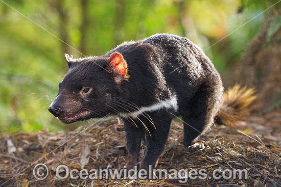 Tasmanian Devil photo