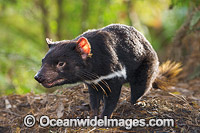 Tasmanian Devil Photo - Gary Bell