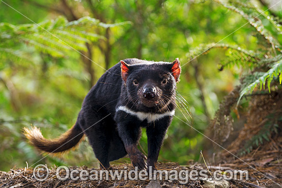 Tasmanian Devil photo
