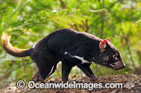 Tasmanian Devil Photo - Gary Bell