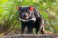 Tasmanian Devil Photo - Gary Bell