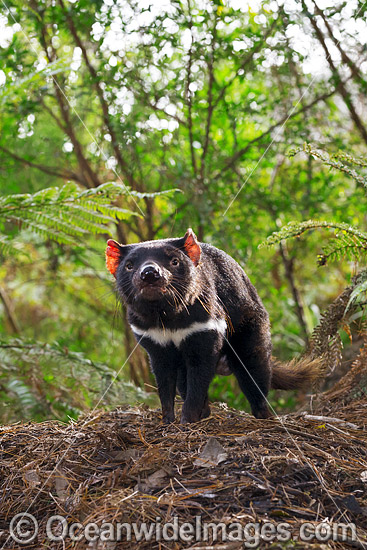 Tasmanian Devil photo Tasmanian Devil photo