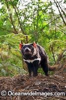 Tasmanian Devil Photo - Gary Bell