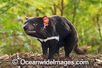 Tasmanian Devil Photo - Gary Bell