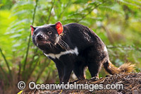 Tasmanian Devil Photo - Gary Bell