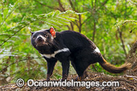 Tasmanian Devil Photo - Gary Bell