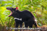 Tasmanian Devil Photo - Gary Bell