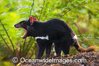 Tasmanian Devil Photo - Gary Bell