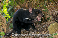 Tasmanian Devil Photo - Gary Bell