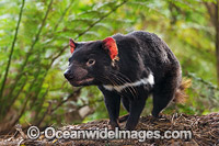 Tasmanian Devil Photo - Gary Bell