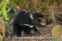 Tasmanian Devil Photo - Gary Bell