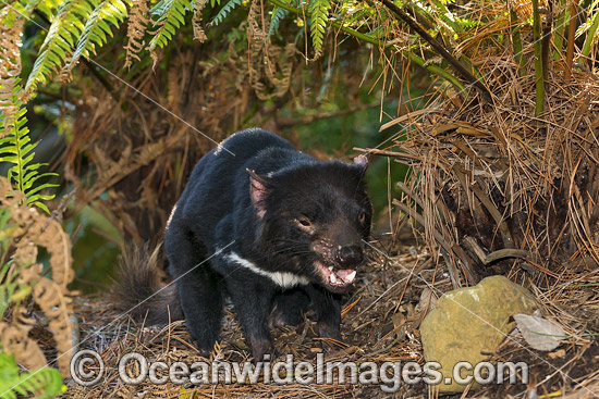 Tasmanian Devil photo