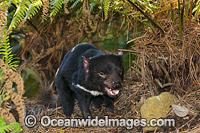 Tasmanian Devil Photo - Gary Bell