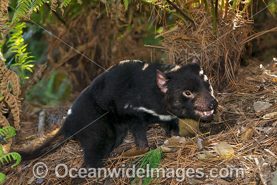 Tasmanian Devil photo Tasmanian Devil photo