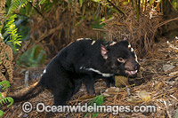 Tasmanian Devil Photo - Gary Bell