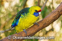 Green Rosella Photo - Gary Bell