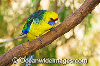 Green Rosella Tasmania Photo - Gary Bell
