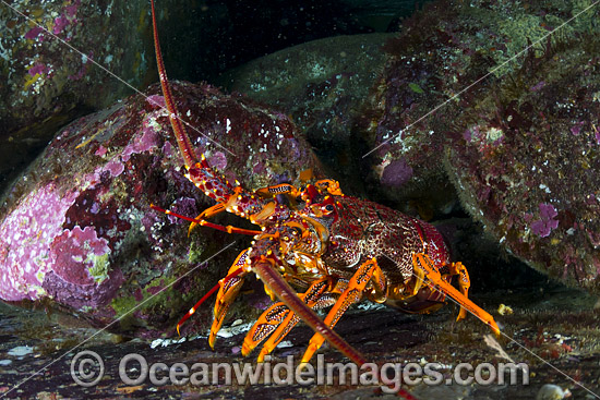 Red Spiny Lobster photo Red Spiny Lobster photo